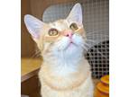 Adopt Ginger Snap 1249 a Orange or Red Tabby Domestic Shorthair / Mixed (short