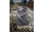 Adopt Comet 4635 a Gray, Blue or Silver Tabby Domestic Shorthair / Mixed (short