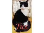 Adopt Tux 6775 a Domestic Mediumhair / Mixed cat in Dallas, TX (41568344)
