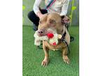 Adopt Bobby a Tan/Yellow/Fawn - with White Pit Bull Terrier / Corgi dog in los
