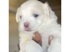 Maltese Puppy for sale in Southaven, MS, USA