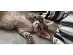 Adopt Douby a Spotted Tabby/Leopard Spotted Domestic Mediumhair cat in