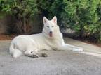 Adopt Meru a White Husky / Shepherd (Unknown Type) dog in Rathdrum