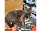 Adopt Saenchai a Gray or Blue Chartreux / Mixed (short coat) cat in Fullerton