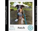Adopt Patch (House Hippos) 051824 a Black - with White American Pit Bull Terrier