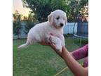 Mutt Puppy for sale in Seminole, TX, USA