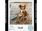 Adopt Mali (The Smidgens) 051824 a Black - with Tan, Yellow or Fawn Miniature