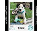 Adopt Lucie (House Hippos) 051824 a Black - with White American Pit Bull Terrier