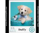 Adopt Duffy (Dust Bunnies) 051824 a Tan/Yellow/Fawn - with White Great Pyrenees