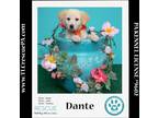 Adopt Dante (Dust Bunnies) 051824 a Tan/Yellow/Fawn - with White Great Pyrenees