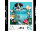 Adopt Ditto (Dust Bunnies) 051824 a Black - with White Great Pyrenees / Border