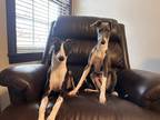 Adopt Milo a Black - with White Italian Greyhound / Mixed dog in Bolivar