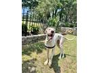 Adopt Aurora a Great Dane / Mixed dog in Dallas, TX (41568283)