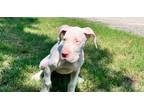 Adopt Kiwi a Great Dane / Mixed dog in Dallas, TX (41568282)