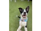 Adopt Jimi a Black - with White Border Collie dog in Denver, CO (41568276)