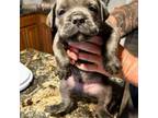Cane Corso Puppy for sale in Anson, TX, USA