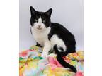 Adopt Sushi XIV a Black & White or Tuxedo Domestic Shorthair / Mixed cat in