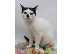 Adopt Chopstick II a White Domestic Shorthair / Mixed cat in Muskegon
