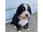 Bernese Mountain Dog Puppy for sale in Knoxville, IA, USA
