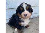 Bernese Mountain Dog Puppy for sale in Knoxville, IA, USA
