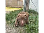 American Pit Bull Terrier Puppy for sale in Springfield, IL, USA