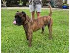 Adopt Tiger a Brindle Cane Corso / Mixed dog in Fern Park, FL (41567831)