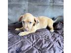 Adopt Bob a Tan/Yellow/Fawn Terrier (Unknown Type, Medium) dog in GREENLAWN