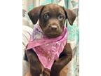 Adopt Reign a Brown/Chocolate Labrador Retriever / Mixed dog in East Hartford