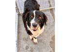 Adopt Izzy a Black - with White Collie / Border Collie dog in Phoenix