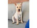 Adopt Milo a Tan/Yellow/Fawn Carolina Dog / Shepherd (Unknown Type) dog in