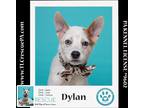 Adopt Dylan (Daisy's Droplets) 051824 a Tricolor (Tan/Brown & Black & White)