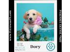 Adopt Dory (Dust Bunnies) 051824 a Tan/Yellow/Fawn - with White Great Pyrenees /