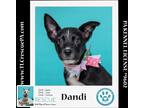 Adopt Dandi (Daisy's Droplets) 051824 a Black - with White Cattle Dog / Corgi