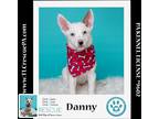 Adopt Danny (Daisy's Droplets) 051824 a White Cattle Dog / Corgi dog in