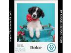Adopt Dolce (Dust Bunnies) 051824 a Black - with White Great Pyrenees / Border
