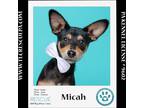 Adopt Micah (The Smidgens) 051824 a Black - with Tan, Yellow or Fawn Miniature