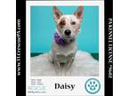 Adopt Daisy (Mom to Daisy's Dropletss) 051824 a Tricolor (Tan/Brown & Black &