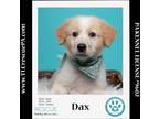 Adopt Dax (Dust Bunnies) 051824 a Tan/Yellow/Fawn - with White Great Pyrenees /