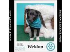 Adopt Weldon 051824 a Black - with White Australian Shepherd / Labrador