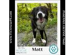 Adopt Matt 051824 a Black - with White Border Collie / Mixed dog in Kimberton