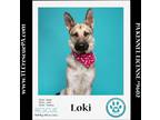 Adopt Loki (Ugee) 051824 a Black - with Tan, Yellow or Fawn German Shepherd Dog