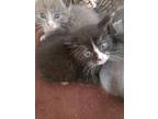 Adopt The Porch Munchkins a Gray or Blue Russian Blue / Mixed (short coat) cat