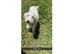 Adopt Skittles a White Poodle (Standard) / Standard Schnauzer dog in oklahoma