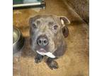 Adopt Itty Bitty Pitty Committee a Pit Bull Terrier