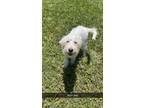 Adopt Azul a White Schnauzer (Standard) / Poodle (Standard) dog in oklahoma