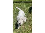 Adopt Ruby a White Schnauzer (Miniature) / Poodle (Standard) dog in oklahoma