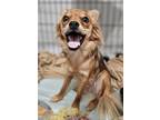 Adopt Sassy a Brown/Chocolate Papillon / Mixed Breed (Medium) dog in Sedalia