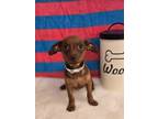 Adopt Chip a Brown/Chocolate Dachshund dog in Sedalia, CO (41567853)