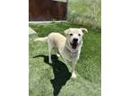 Adopt Ruffus a Tan/Yellow/Fawn Labrador Retriever dog in Sedalia, CO (41567839)