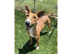 Adopt Monopoly a Brown/Chocolate - with White Basenji / Bull Terrier dog in